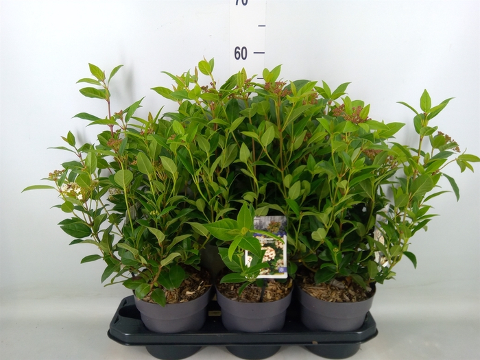 <h4>Viburnum tinus 'Spirit'</h4>