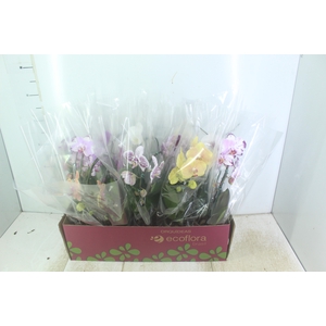 PHALAENOPSIS CASCATA P12