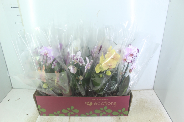 <h4>PHALAENOPSIS CASCATA P12</h4>