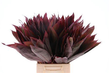 <h4>DECOGROEN GROOT BLAD</h4>