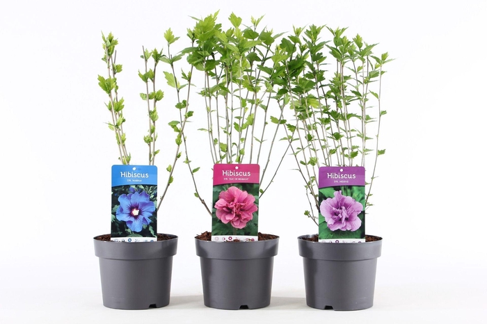 <h4>Hibiscus syriacus</h4>