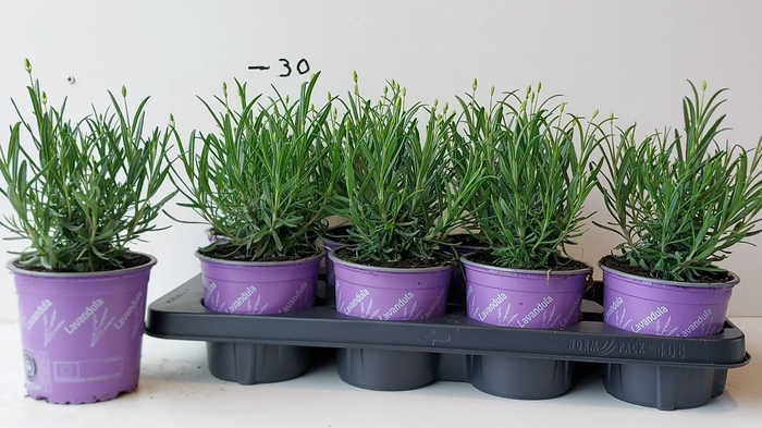 <h4>LAVAN AN MUNSTEAD</h4>