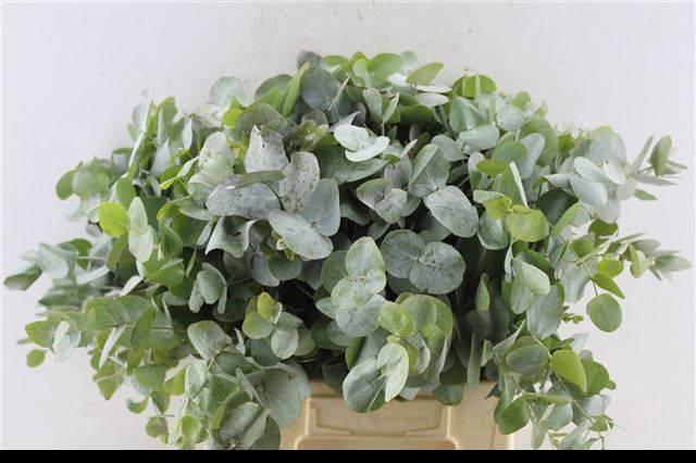<h4>EUC CINEREA PER BOS</h4>