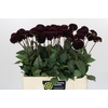 Dahlia Dark Prince
