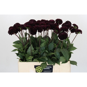 Dahlia Dark Prince