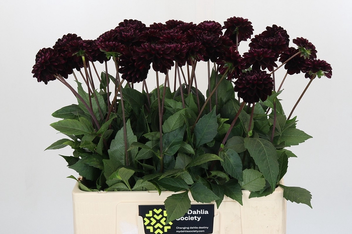 Dahlia Dark Prince