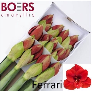 HIPPEASTRUM GA 'FERRARI'