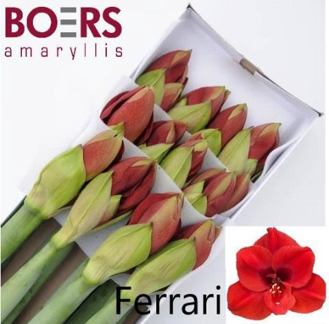 <h4>HIPPEASTRUM GA 'FERRARI'</h4>