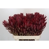 Leucadendron Jester