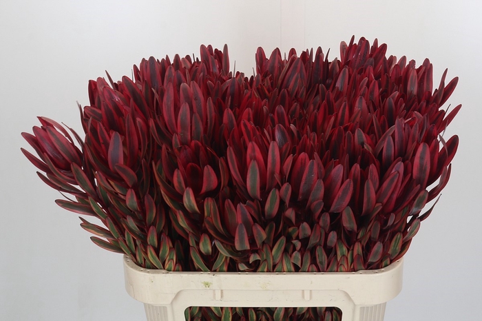 Leucadendron Jester