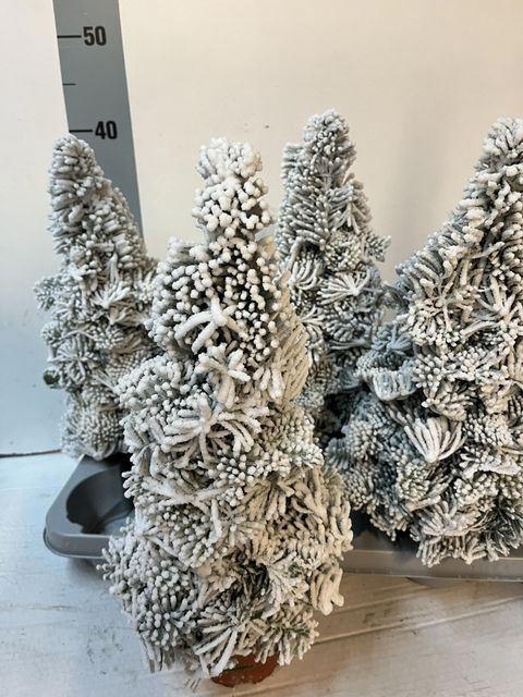 <h4>Sneeuwboom H%</h4>