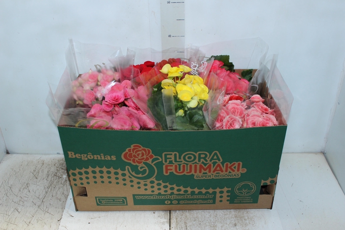 <h4>BEGONIA P15</h4>