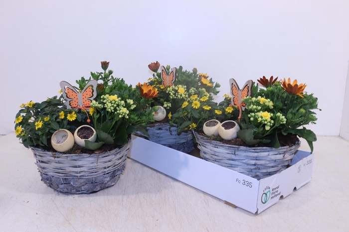 <h4>ARR TUINPLANTEN</h4>