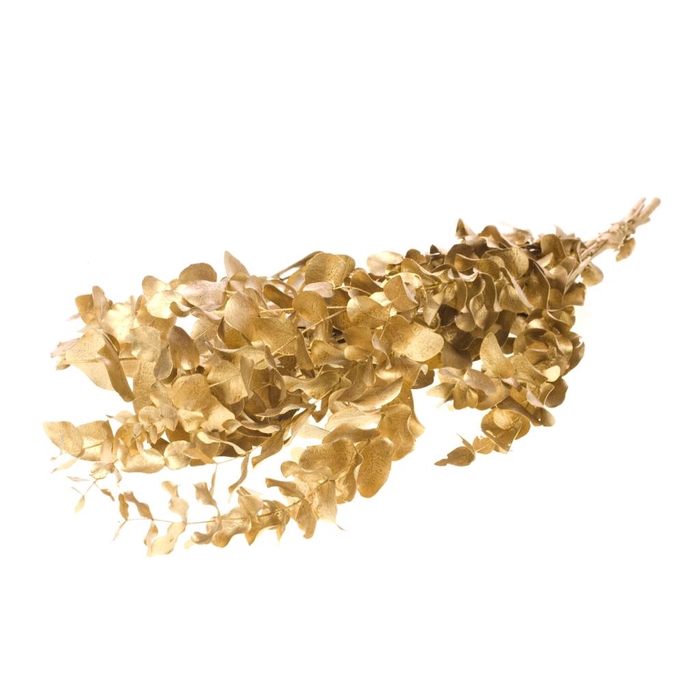 <h4>Eucalyptus Esp Pres Gold</h4>