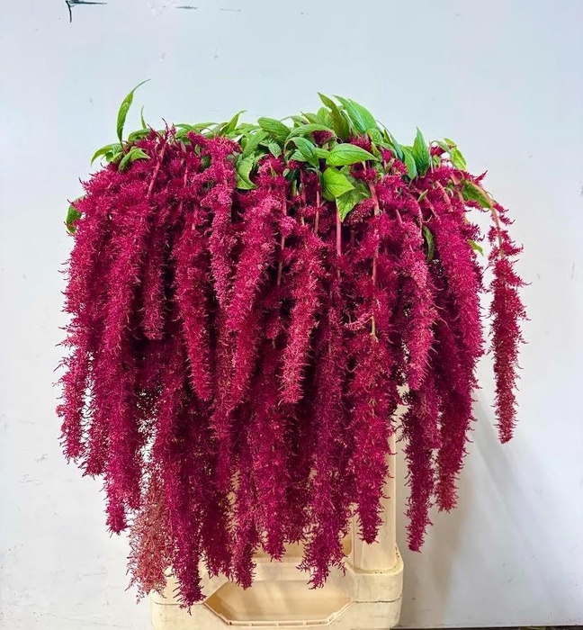 <h4>AMAR CA RED SPIDER</h4>