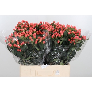 Hyp Mag Roy Princess