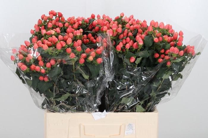 <h4>Hyp Mag Roy Princess</h4>