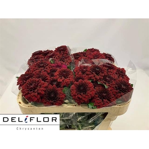 Chr G Hot Shot DF Flower
