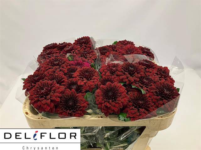 <h4>Chr G Hot Shot DF Flower</h4>
