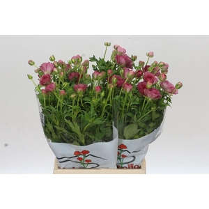 Ranunculus Butterfly Lycia