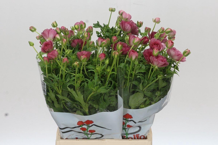 <h4>Ranunculus Butterfly Lycia</h4>