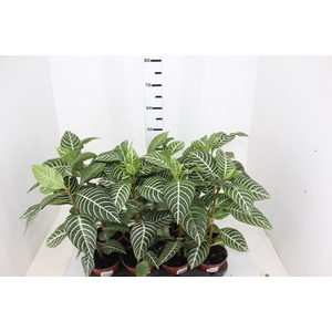 APHELANDRA SEM FLOR P15 SEM FLOR