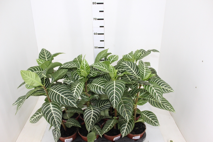 APHELANDRA SEM FLOR P15 SEM FLOR