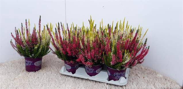 <h4>Calluna vulg. twin</h4>