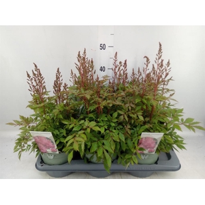 Astilbe  'Younique Pink'