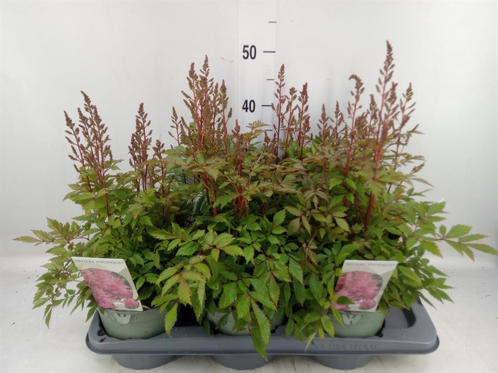 <h4>Astilbe  'Younique Pink'</h4>