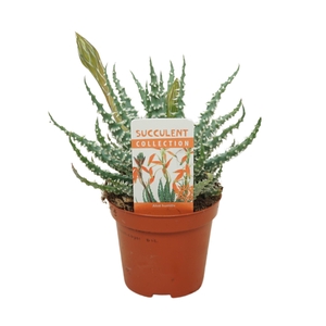 Aloe humilis