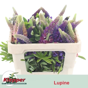LUPINUS