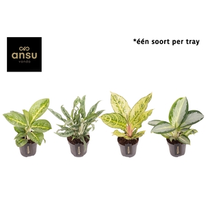 Aglaonema Green Surprise Tray