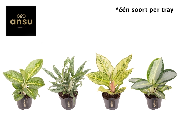 <h4>Aglaonema Green Surprise Tray</h4>