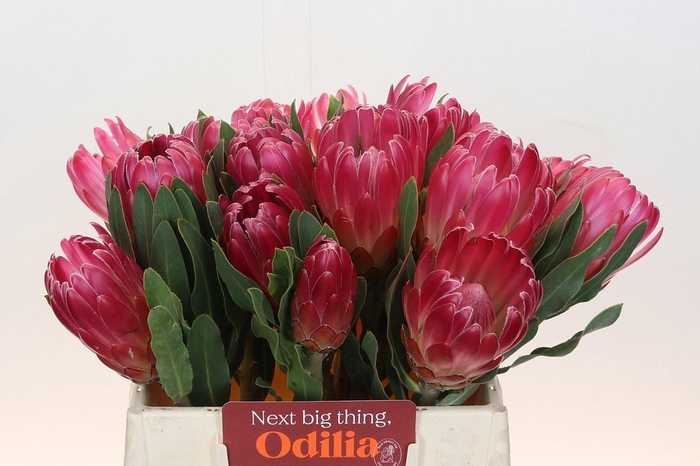 <h4>Protea Brenda</h4>