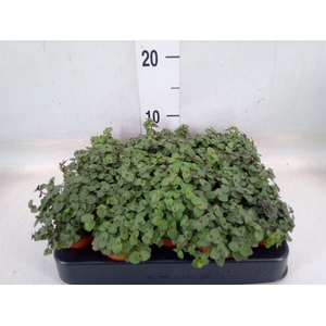 Callisia repens