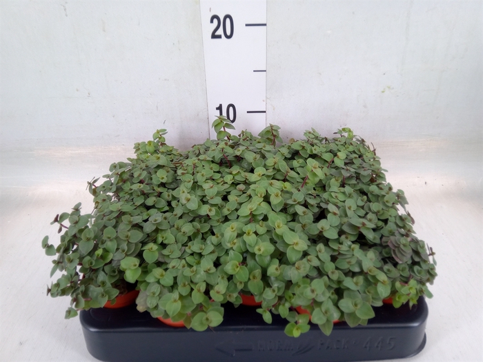 <h4>Callisia repens</h4>