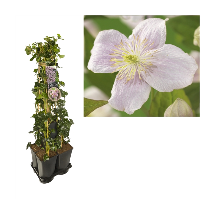 <h4>1 m. privacy mix Hedera + Clematis montana 'Mayleen' +label</h4>