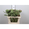 Cynara Sc Green Glob