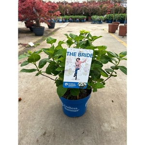 Hydrangea 'The Bride White' - P23 - Endless Summer