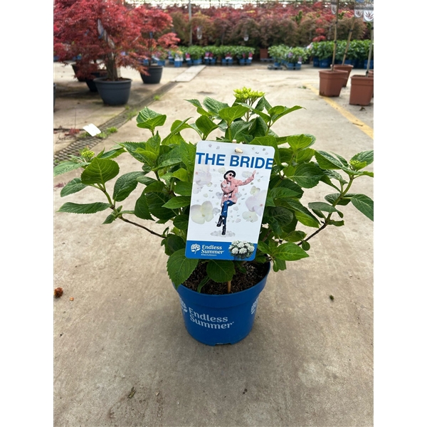 <h4>Hydrangea 'The Bride White' - P23 - Endless Summer</h4>