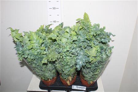 <h4>Phlebo A Davana</h4>