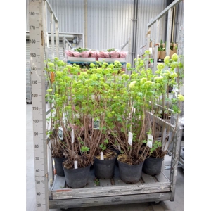 Viburnum opulus 'Roseum'