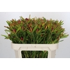 Leucadendron Ayoba Cherry Pearl Spray