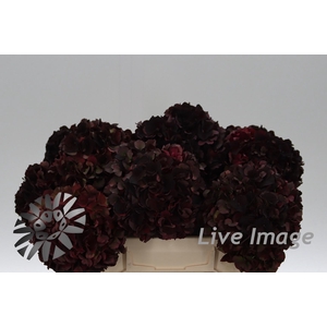 Hydrangea mag dark ruby classic