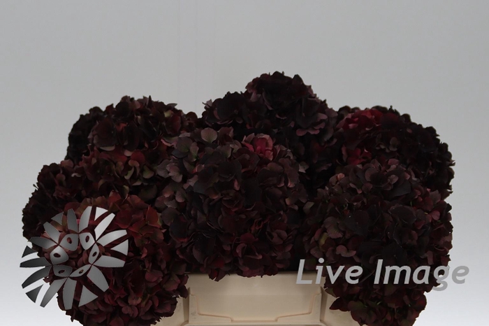 <h4>Hydrangea mag dark ruby classic</h4>