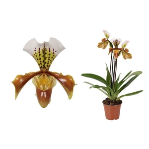 Paphiopedilum p12 USA hybride 3bl