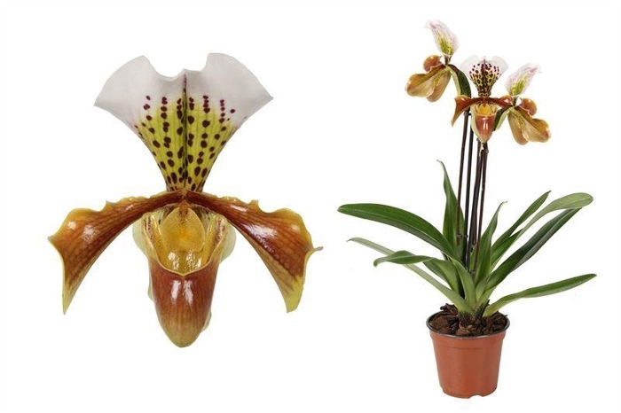 <h4>Paphiopedilum p12 USA hybride 3bl</h4>