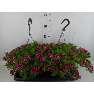 Calibrachoa   ...mix
