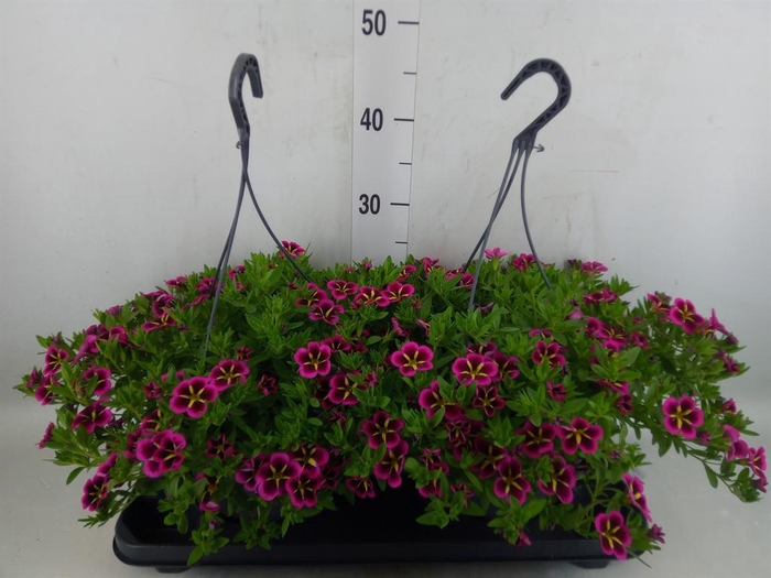 <h4>Calibrachoa   ...mix</h4>
